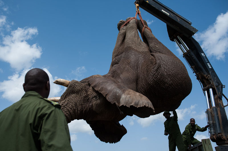 大象因破壞莊稼被強(qiáng)行“搬家” 大象因破壞莊稼被強(qiáng)行“搬家”