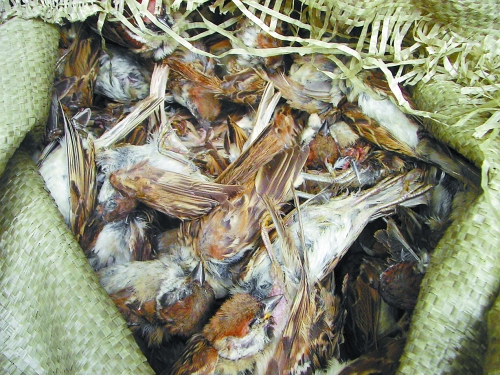 9人毒死4640只麻雀 現(xiàn)已被批準(zhǔn)逮捕 9人毒死4640只麻雀 現(xiàn)已被批準(zhǔn)逮捕