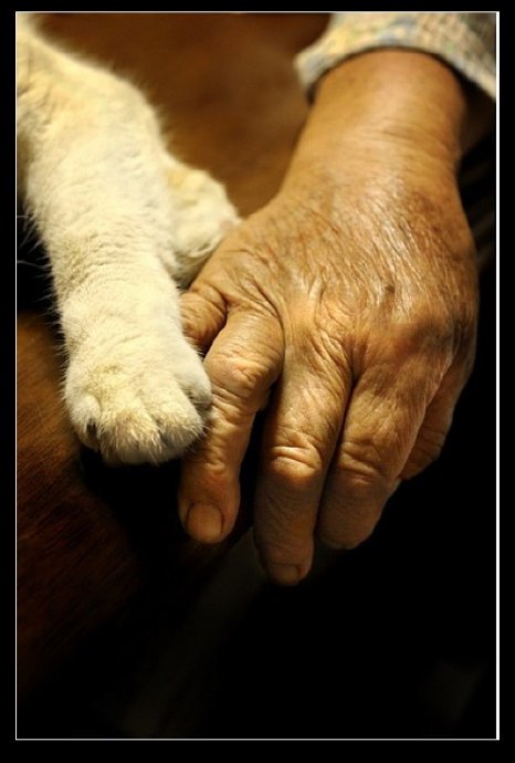 祖母與貓 祖母與貓