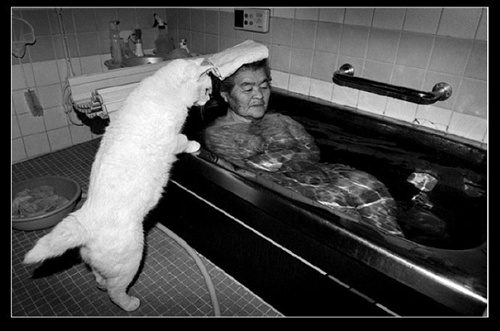 沐浴 祖母與貓的溫情世界 沐浴 祖母與貓的溫情世界