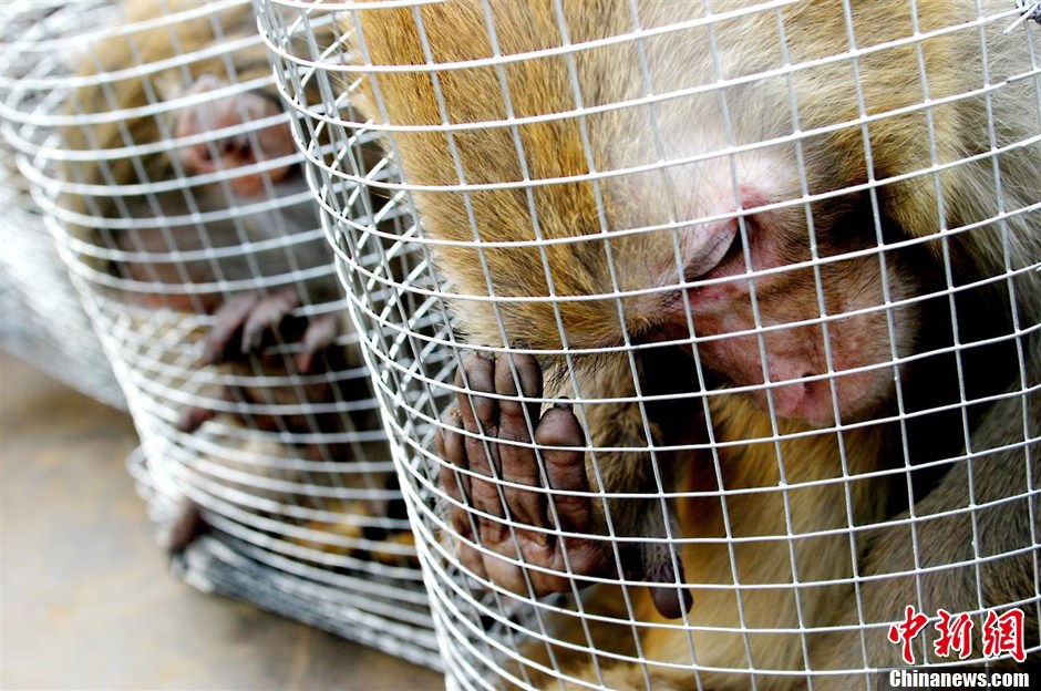 第九屆華賽獲獎作品:中國制造的實驗用猴 第九屆華賽獲獎作品:中國制造的實驗用猴