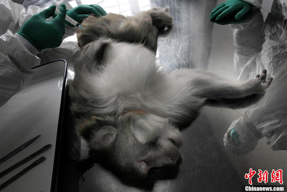 第九屆華賽獲獎作品:中國制造的實驗用猴 第九屆華賽獲獎作品:中國制造的實驗用猴