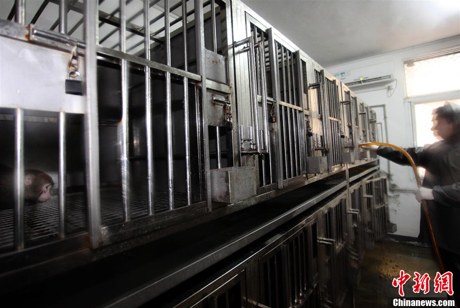 第九屆華賽獲獎作品:中國制造的實驗用猴 第九屆華賽獲獎作品:中國制造的實驗用猴