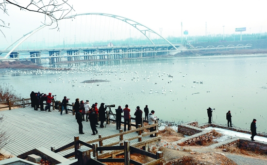 “哇!好多白天鵝?！? border=