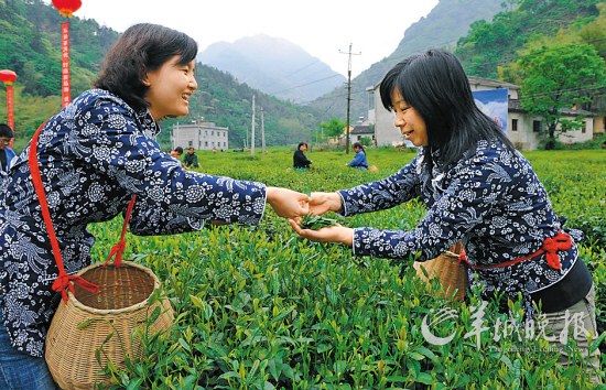　　名茶六安瓜片原產(chǎn)地,游客身穿采茶女服裝在茶園體驗采摘新茶的樂趣。