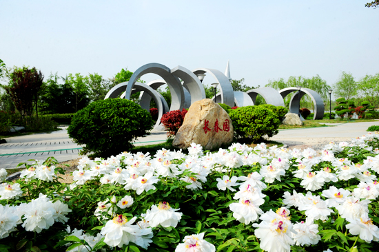 萬(wàn)株牡丹與您相約鄭州綠博園 萬(wàn)株牡丹與您相約鄭州綠博園