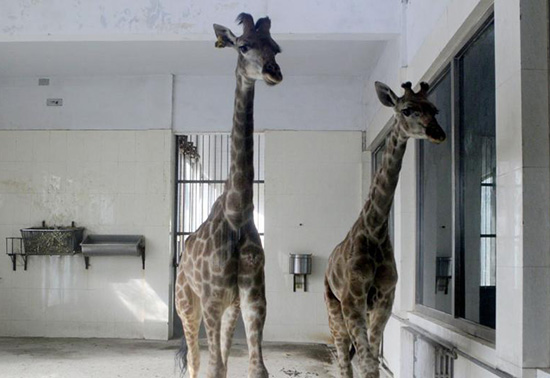 河南首次引進的非洲長頸鹿落戶鄭州 河南首次引進的非洲長頸鹿落戶鄭州