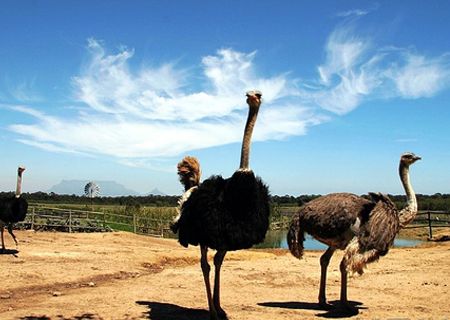 春節(jié)去哪兒？出游地圖告訴您！