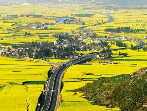 如何拍攝油菜花？達(dá)人教你7個(gè)拍攝技巧