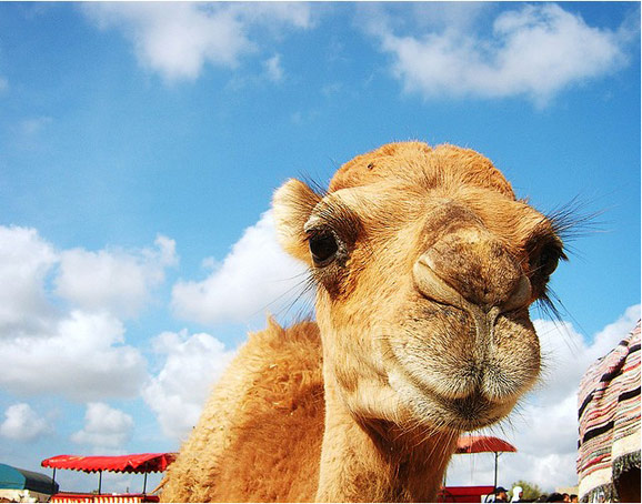 時光之旅 品味藍白小鎮(zhèn)的突尼斯 時光之旅 品味藍白小鎮(zhèn)的突尼斯