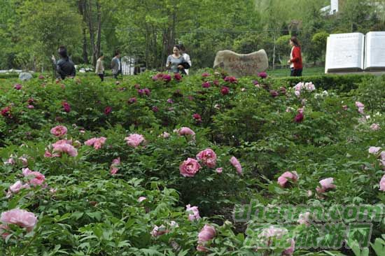 雞冠洞高山牡丹競(jìng)相開(kāi)放