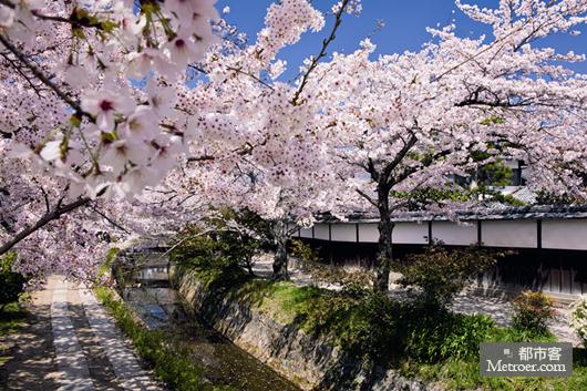 春日“花見” 春日“花見”
