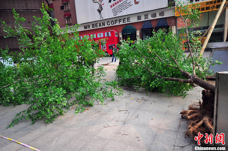 我和我的小伙伴們都驚呆了！沈陽(yáng)真樹"種"上假樹葉