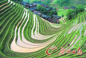 　　龍勝梯田錯落有致。