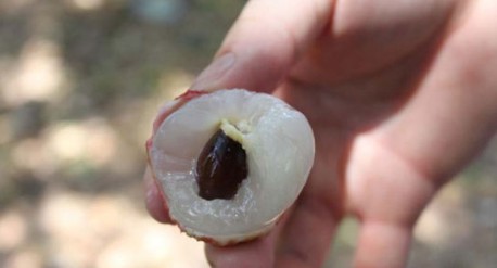 　　這就是傳說中的瓤肉瑩白如冰雪,漿液甘酸如醴酪。大家一下就摘了半筐。