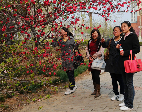 3月尋春記 賞櫻浪漫游 3月尋春記 賞櫻浪漫游