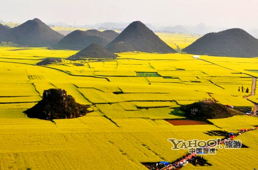 　　說到羅平, 無人不知,只因那有全國面積最大的油菜花田。(圖片來源:CFP)
