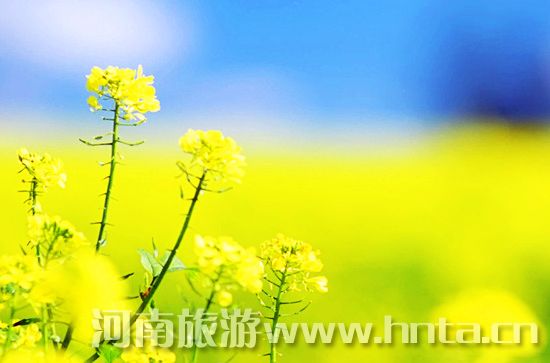 周末踏青 鄭州周邊 自駕旅游 周末踏青 鄭州周邊 自駕旅游