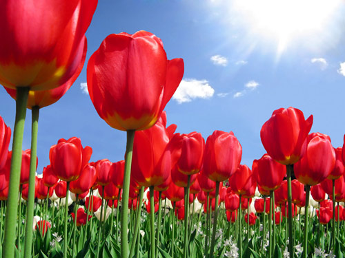 紅色郁金香代表熱烈的愛意 紅色郁金香代表熱烈的愛意