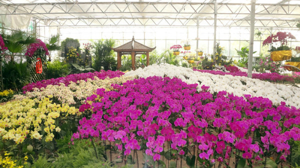 十一來(lái)綠博園賞嬌艷蝴蝶蘭