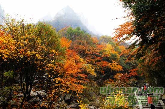 深秋去堯山賞紅葉、泡溫泉、拜大佛