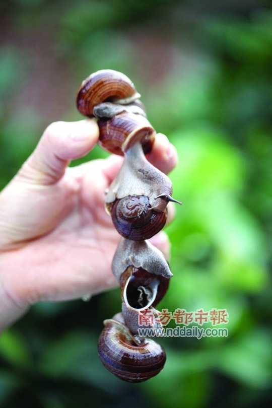 廣西的野生蝸牛追求原汁原味，做法也非常精簡。