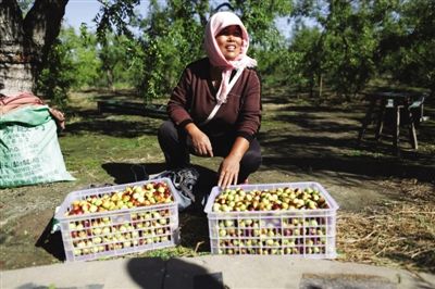 黃驊冬棗與梭子蟹齊名，但很多外地人并不知道它的好。