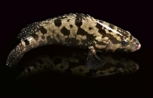 深海魚:餐桌上的極致營養(yǎng)品 深海魚:餐桌上的極致營養(yǎng)品