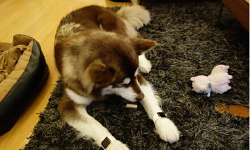 王思聰為愛(ài)犬配兩只蘋果表