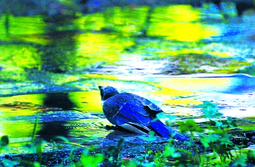 昨天，離三伏結(jié)束還有5天，鄭州、洛陽拉響“紅色警報”