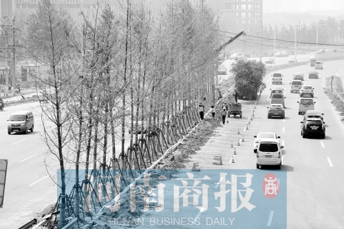 　西三環(huán)化工路，工人正在車道中間種植銀杏樹