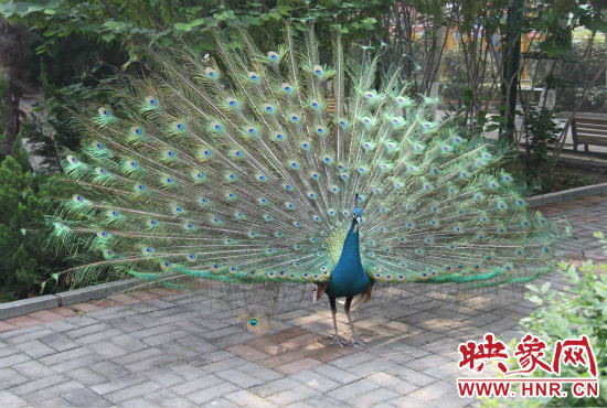 游客們來(lái)到動(dòng)物園可以近距離觀賞孔雀開屏。