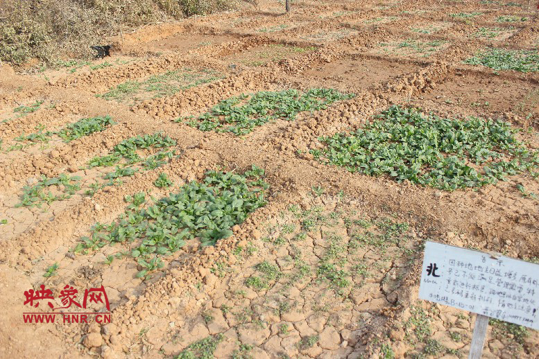 開心農(nóng)場哦，你可以再這兒包地，無毒無公害綠色產(chǎn)品