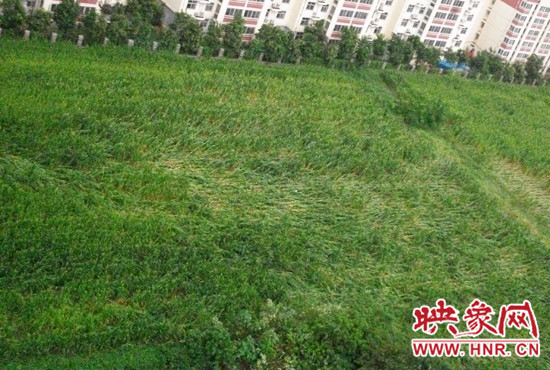 據(jù)映象網(wǎng)網(wǎng)友趙冠召反映，8月7日下午鄭州高新技術(shù)開(kāi)發(fā)區(qū)突降暴雨冰雹，致使附近農(nóng)田近三分之一玉米倒伏