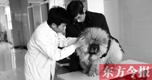 在一家大型寵物醫(yī)院里，生病的狗狗正在接受治療