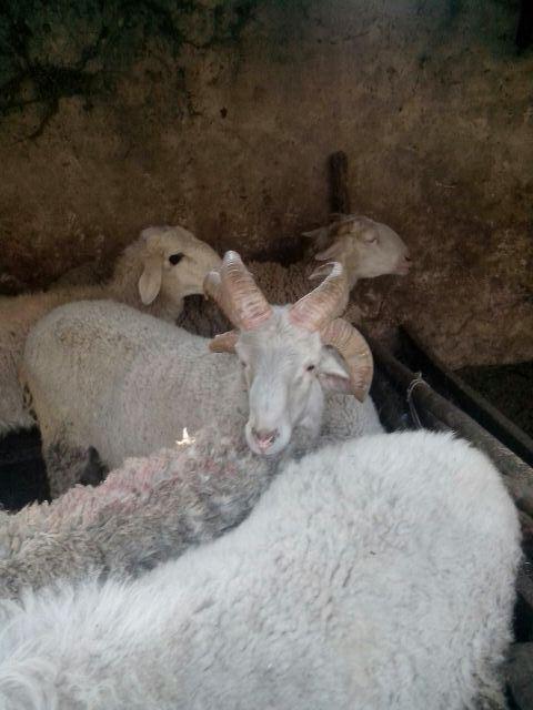 郟縣一只綿羊長出六個犄角 郟縣一只綿羊長出六個犄角