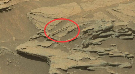 火星照片發(fā)現(xiàn)巨大嚙齒動物
