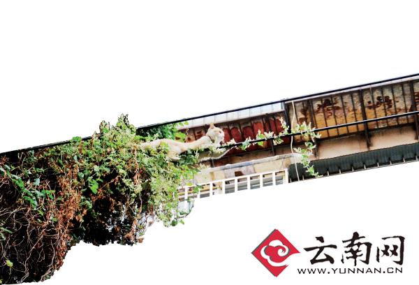 小貓下樹(shù)，但小貓就是不下來(lái)，反而爬到了一根緊貼著樹(shù)的電線上。