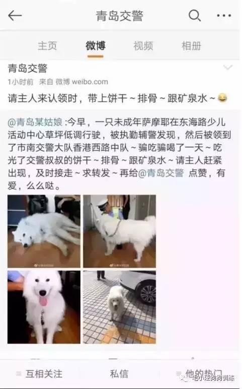 薩摩耶混吃混喝1個(gè)月 交警隊(duì)尋主人:我們被吃窮了 薩摩耶混吃混喝1個(gè)月 交警隊(duì)尋主人:我們被吃窮了