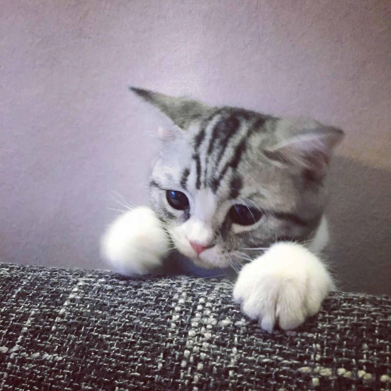 一只虛擬寵物貓叫價(jià)13億元？云養(yǎng)貓成真