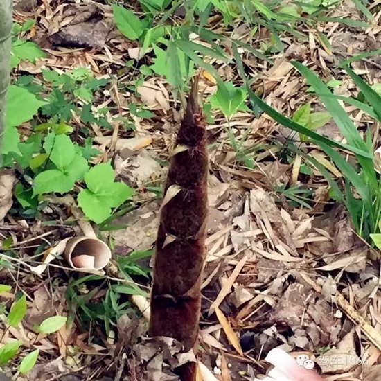 咦~這是什么？能吃嗎？