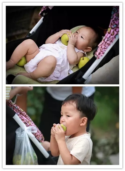 純天然無公害，新鮮采摘，直接入口！