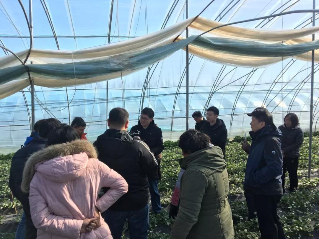 鄭州果樹所草莓專家服務團到草莓棚里指導莓農