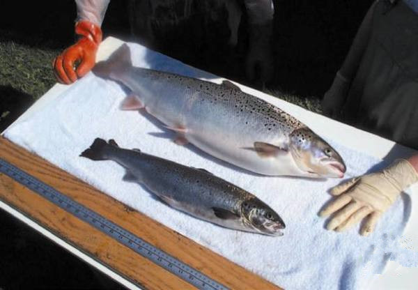 美國為何要率先吃轉(zhuǎn)基因動物？