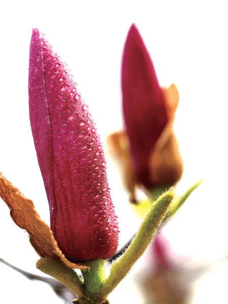 在鄭州，玉蘭才是春的使者