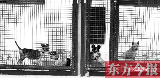 被主人遺棄的小狗暫時寄居在鄭州市犬只收容中心內(nèi)，如果沒有人來認領，他們將被處以安樂死