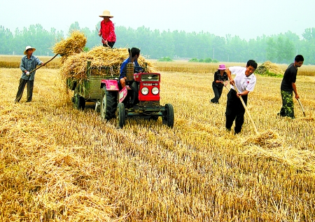 6月1日，舞鋼市礦建街道張我莊村幫扶隊(duì)員在幫村民收秸稈。