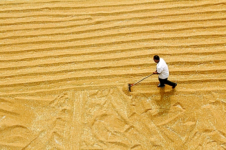 6月7日，內(nèi)黃縣城關(guān)鎮(zhèn)農(nóng)民在晾曬小麥。