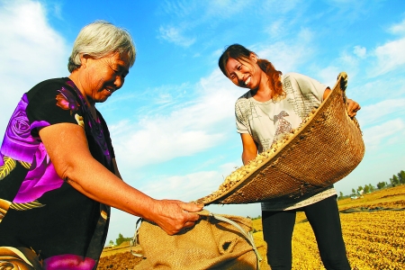 8月24日，內(nèi)黃縣城關(guān)鎮(zhèn)農(nóng)民在收獲早熟花生。