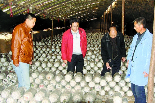 張泉鑫（左二）指導(dǎo)食用菌種植戶(hù)解決技術(shù)難題。